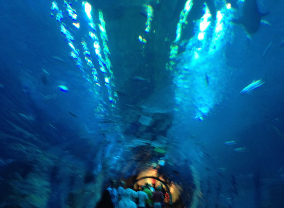 Acquario nella Dubai Mall