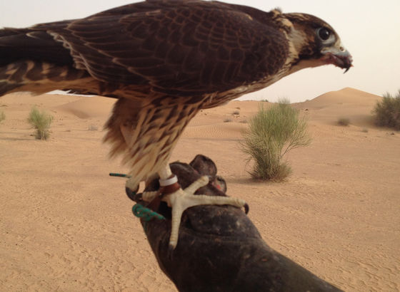 Falco arabo: un sport molto amato dagli arabi